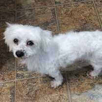 Thumbnail photo of D128 Litter Bella #1