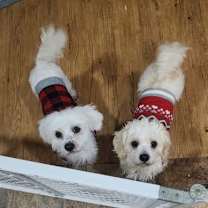 Thumbnail photo of D128 Litter Bella #2