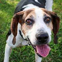 Thumbnail photo of Lucy #2