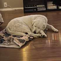 Thumbnail photo of Polar #2