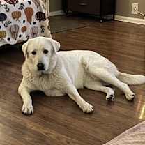 Thumbnail photo of Polar #3