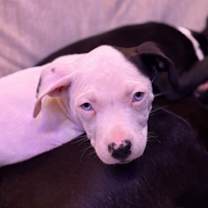 Thumbnail photo of Moon #1