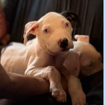 Thumbnail photo of Moon #2