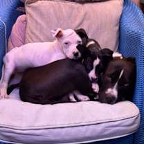 Thumbnail photo of Moon #3