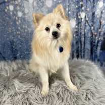 Thumbnail photo of Winston #1