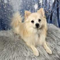 Thumbnail photo of Winston #2