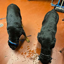 Thumbnail photo of Blackberry #4