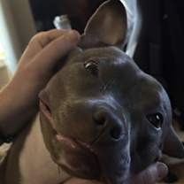 Thumbnail photo of Azula #2