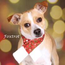 Thumbnail photo of Foxtrot #2