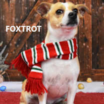 Thumbnail photo of Foxtrot #3