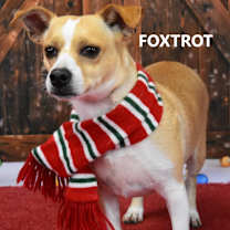 Thumbnail photo of Foxtrot #4