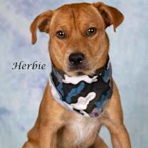 Thumbnail photo of Herbie (now Jasper) #2
