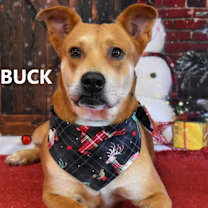 Thumbnail photo of Uncle Buck #3