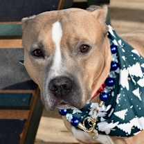 Thumbnail photo of Scooby #2