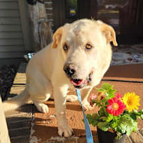 Thumbnail photo of Bud #4