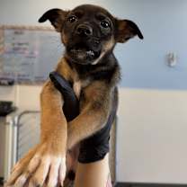 Thumbnail photo of 101688 #3