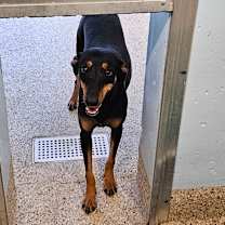 Thumbnail photo of Callie #4