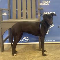 Thumbnail photo of CRANBERRY #4