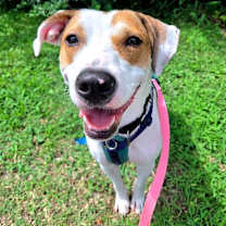 Thumbnail photo of Hattie #2