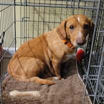 Thumbnail photo of Lucy (L Litter Mom) #3