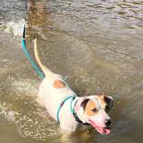 Thumbnail photo of Hattie #3