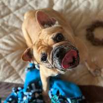 Thumbnail photo of Tawny #1