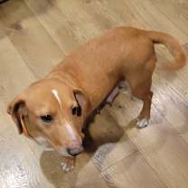 Thumbnail photo of Lucy (L Litter Mom) #4