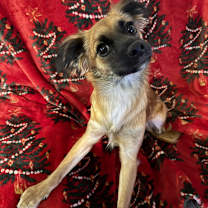 Thumbnail photo of Australia #4