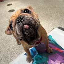 Thumbnail photo of Tawny #3