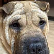 Thumbnail photo of Mochi #1