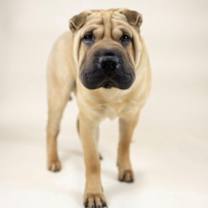 Thumbnail photo of Mochi #2