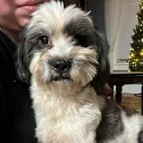 Thumbnail photo of Snoopy #1