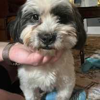 Thumbnail photo of Snoopy #2