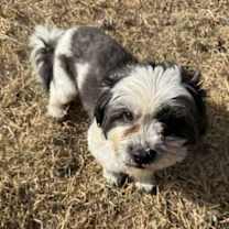 Thumbnail photo of Snoopy #3