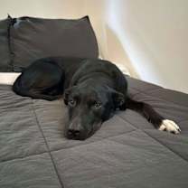 Thumbnail photo of Queenie #1