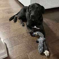 Thumbnail photo of Queenie #2