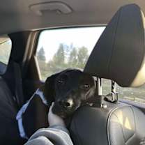 Thumbnail photo of Queenie #3