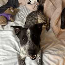 Thumbnail photo of Liberty #1