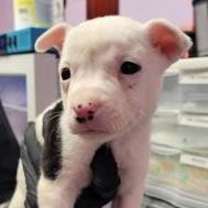 Thumbnail photo of Squeak* #2