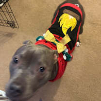 Thumbnail photo of Azula #1