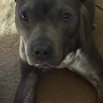 Thumbnail photo of Azula #3