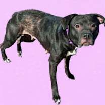 Thumbnail photo of Athena: Not at Shelter (Emily) #2