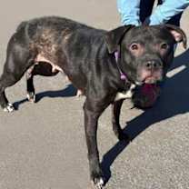 Thumbnail photo of Athena: Not at Shelter (Emily) #3