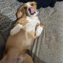 Thumbnail photo of Rusty -  Not at shelter (Bonnie) #3