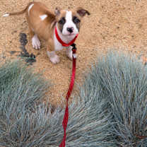 Thumbnail photo of Mars #2