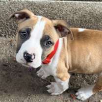 Thumbnail photo of Mars #3