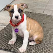 Thumbnail photo of Mars #4