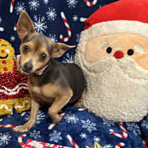 Thumbnail photo of Sugar Plum #1