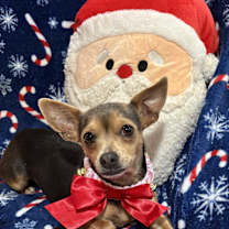 Thumbnail photo of Sugar Plum #2