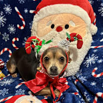 Thumbnail photo of Sugar Plum #3